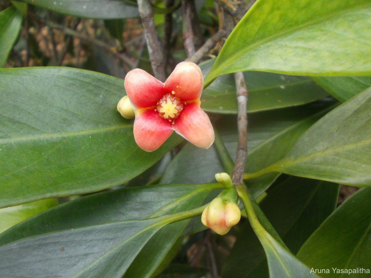 Garcinia quaesita Pierre